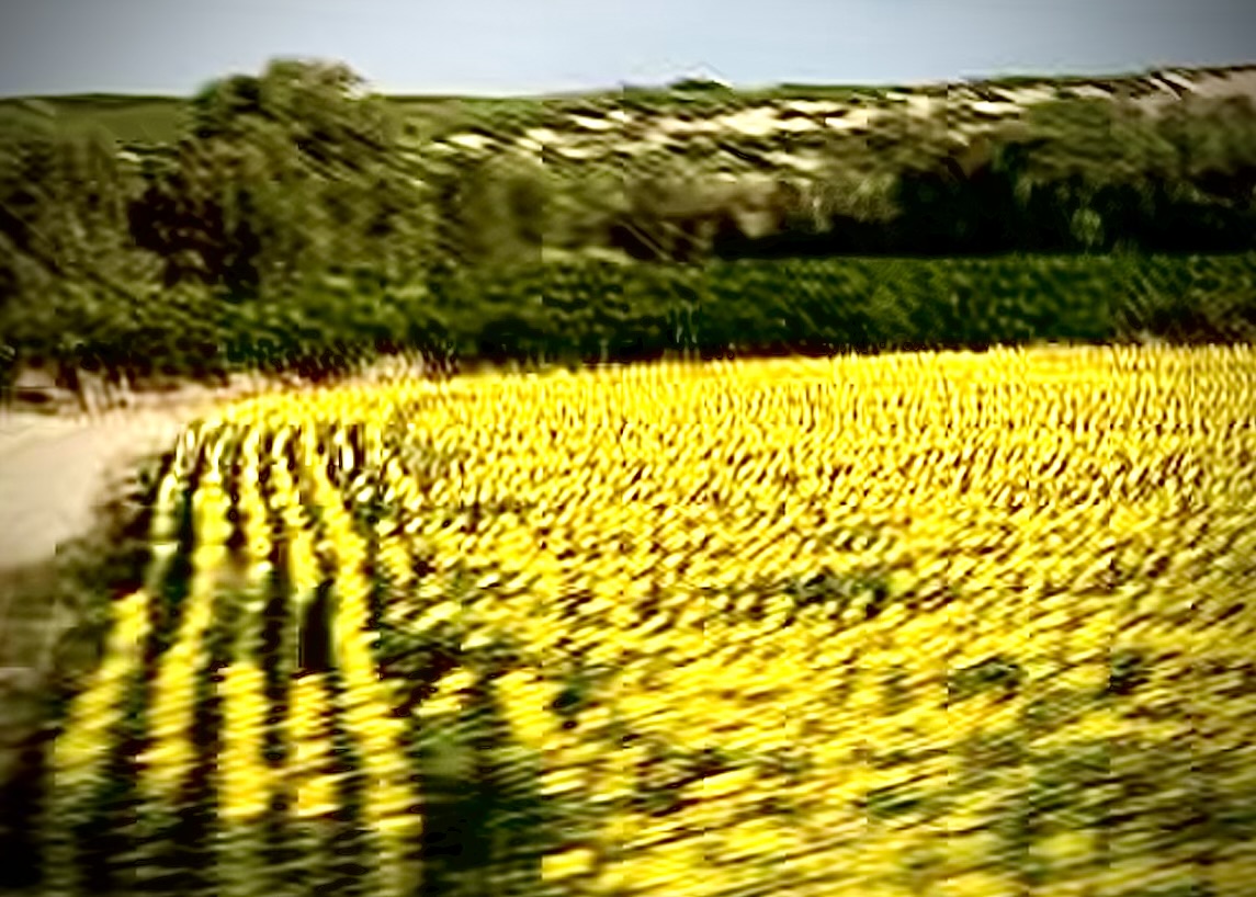 Andalusia; sunflower field