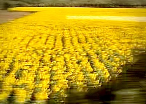 Andalusia; sunflower field