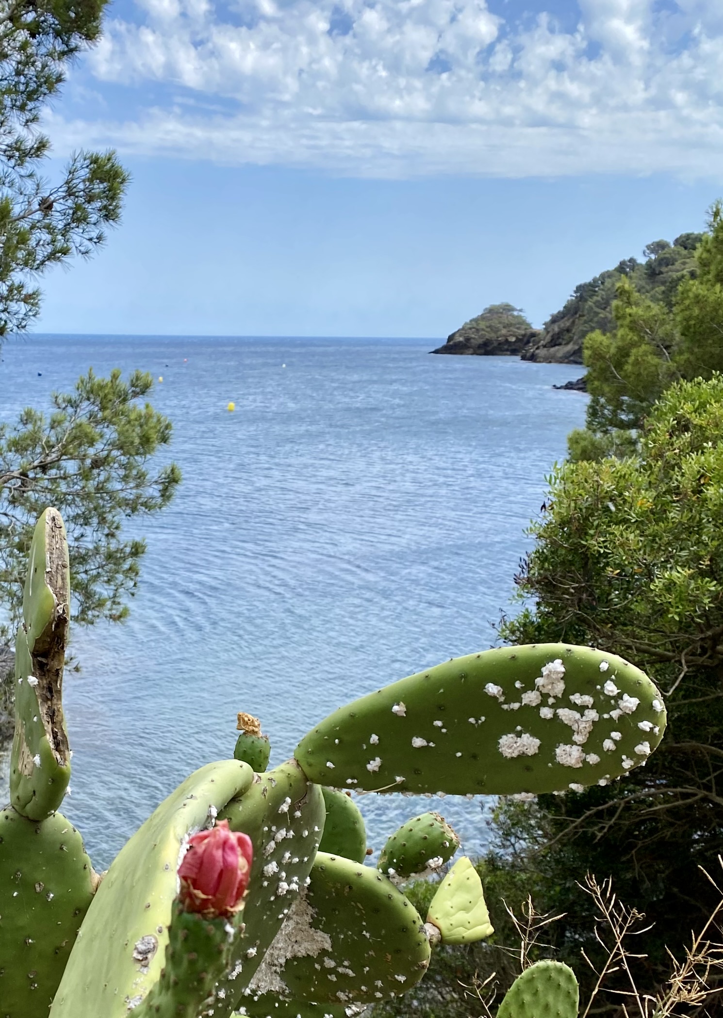 costa brava; prickly pear