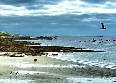 seagull over bay