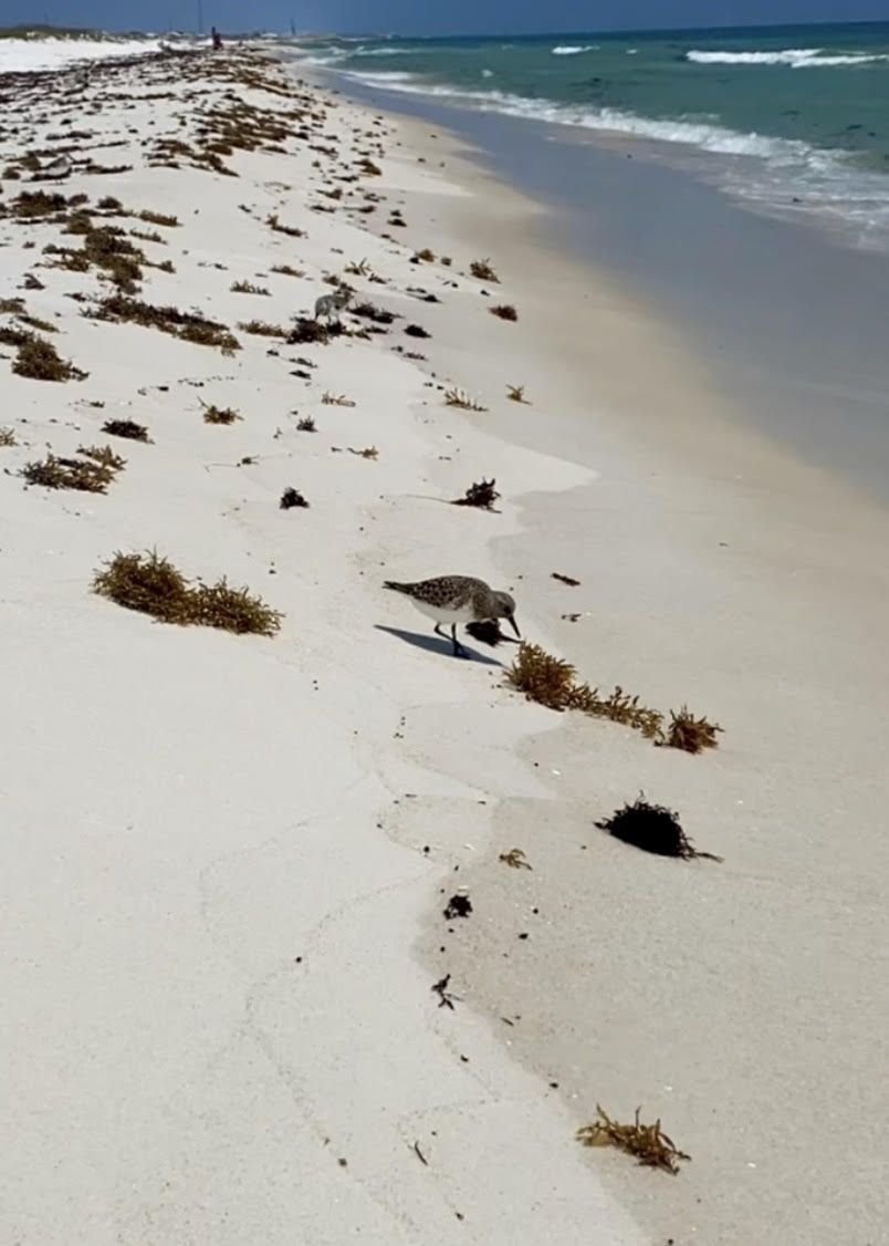 gulf islands national seashore; beach with plovers