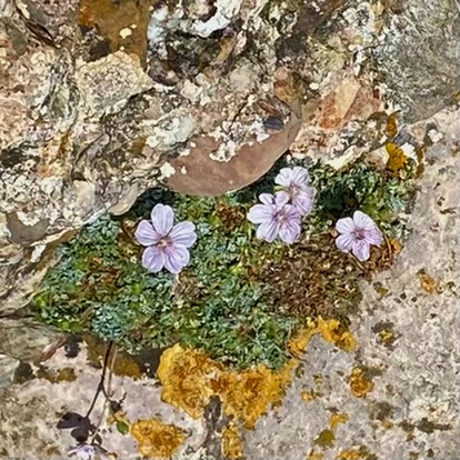Montserrat; flowers lichen and moss