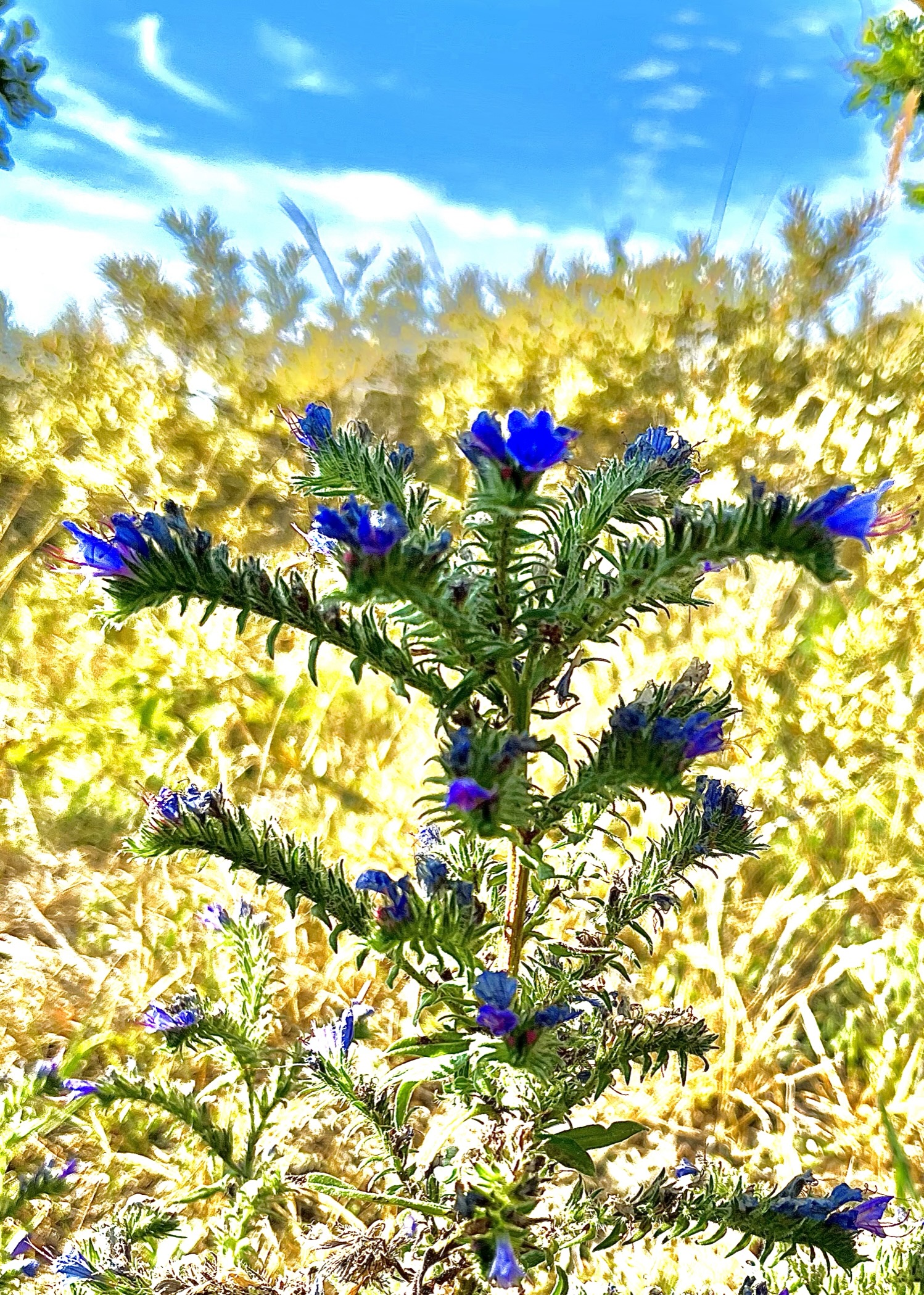 thistle