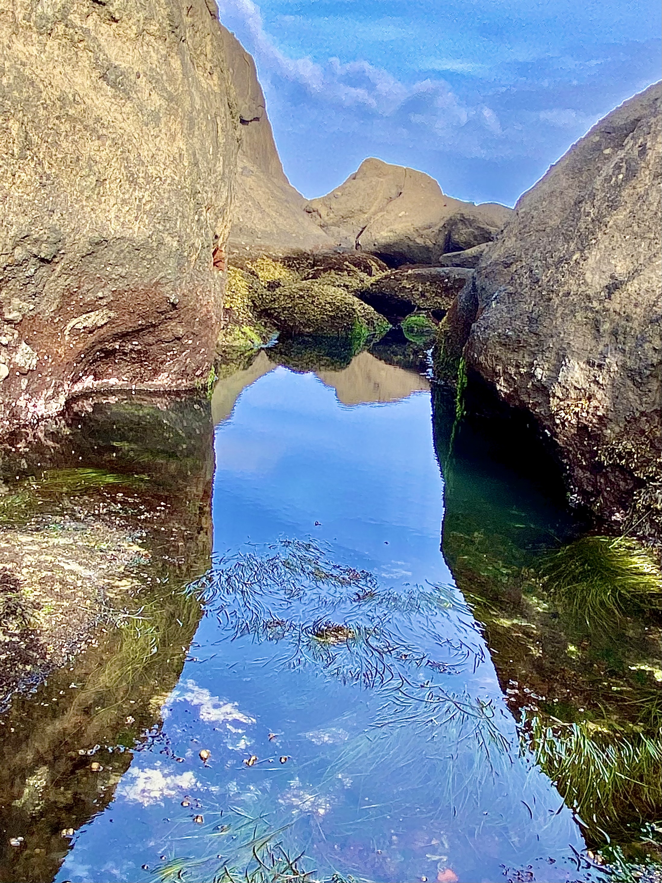 whale cove