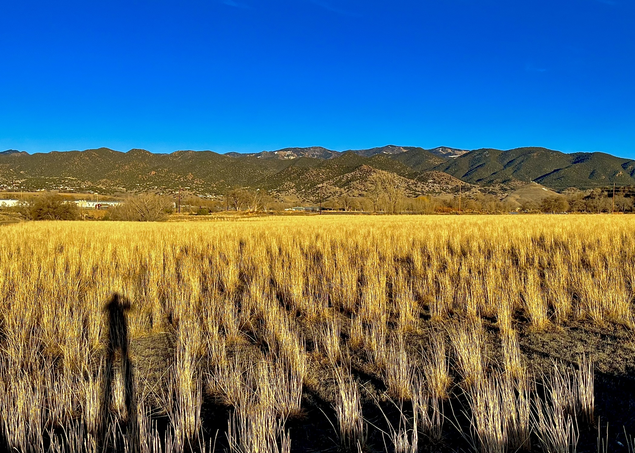 open field; grassland restoration