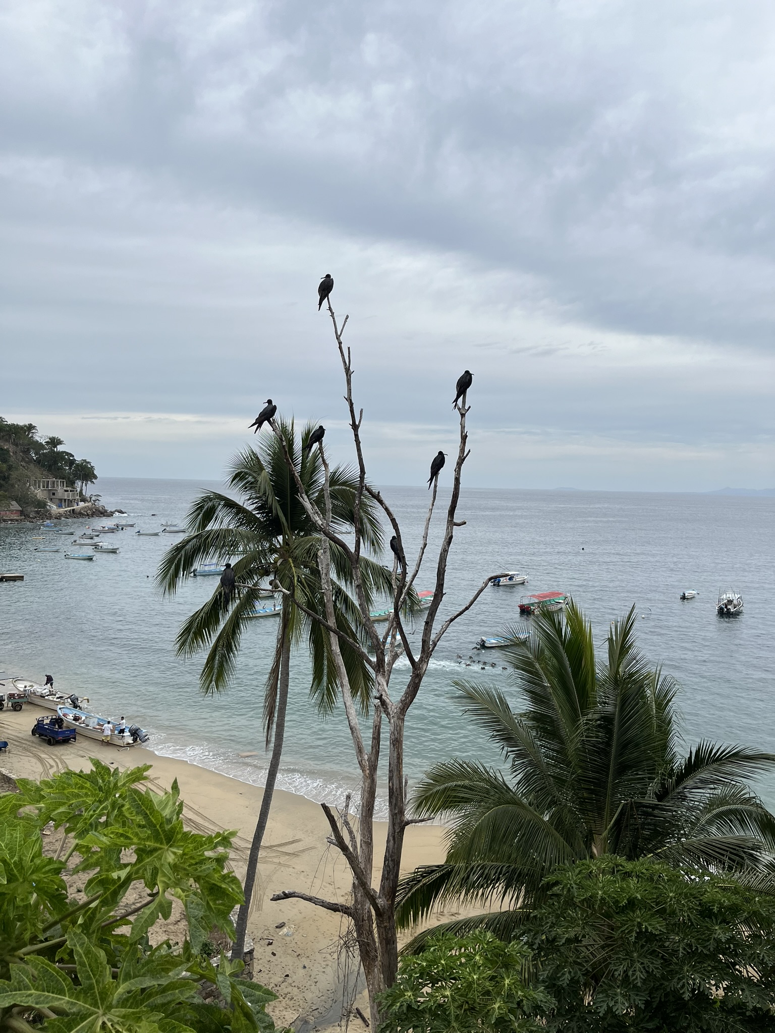 frigate birds