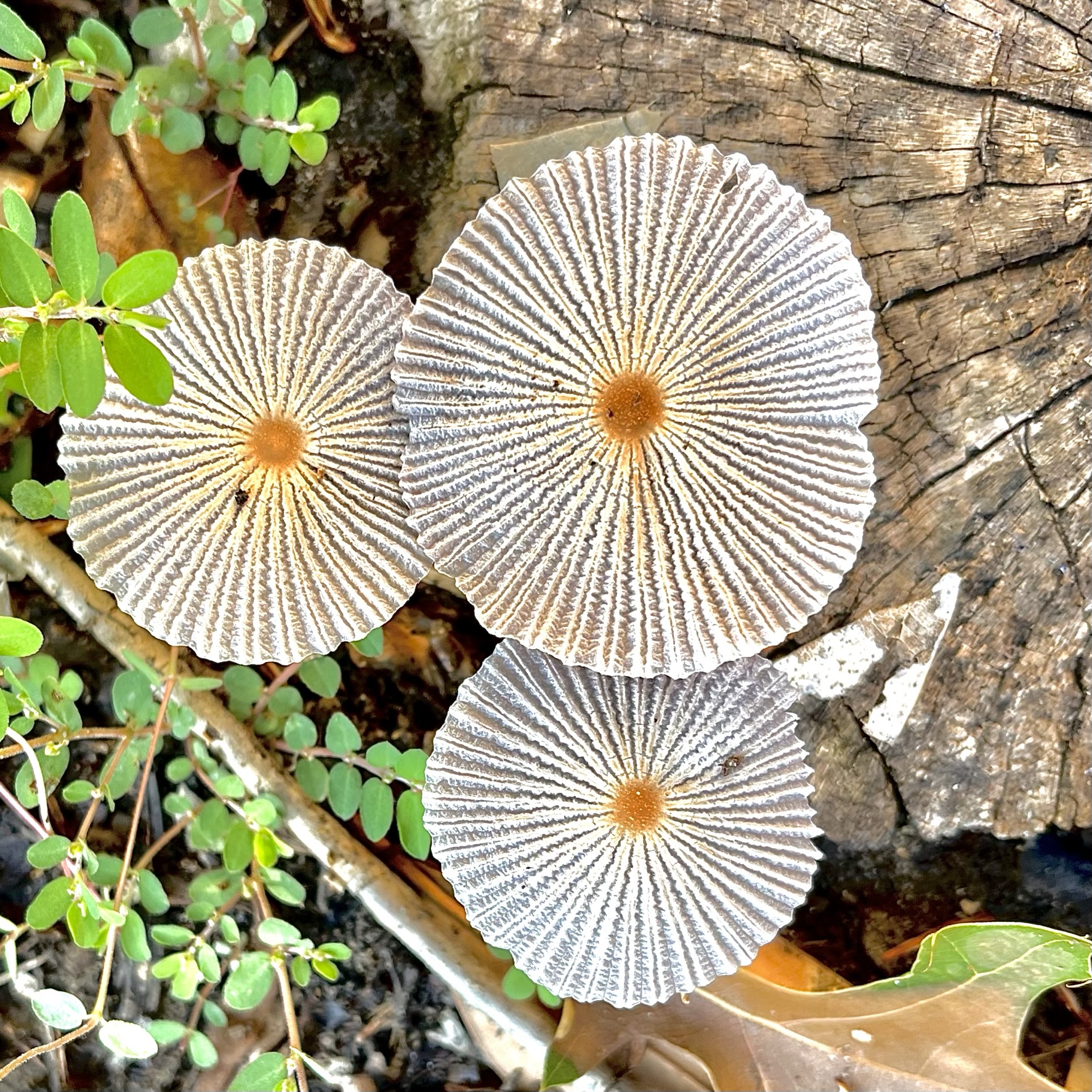 Pleated Inkcap Mushroom