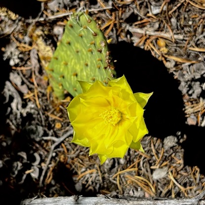 Pricklypear